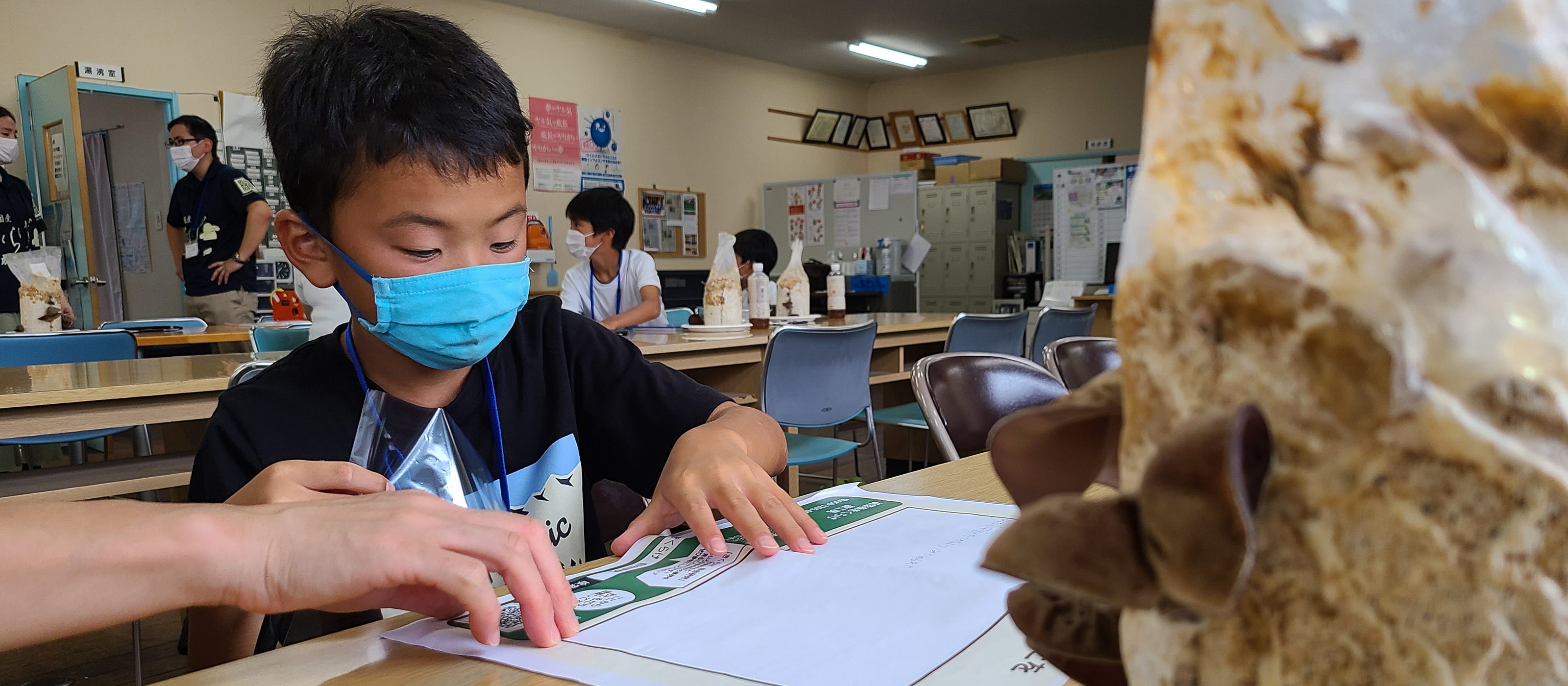 自由研究 小学4年生 きくらげ収穫 観察 きくらげってなあに きくらげブログ 緑工房通信