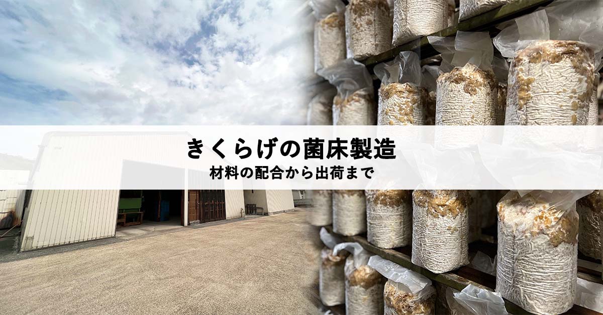 きくらげの菌床栽培】材料の配合から出荷までの工程を解説 - きくらげ 