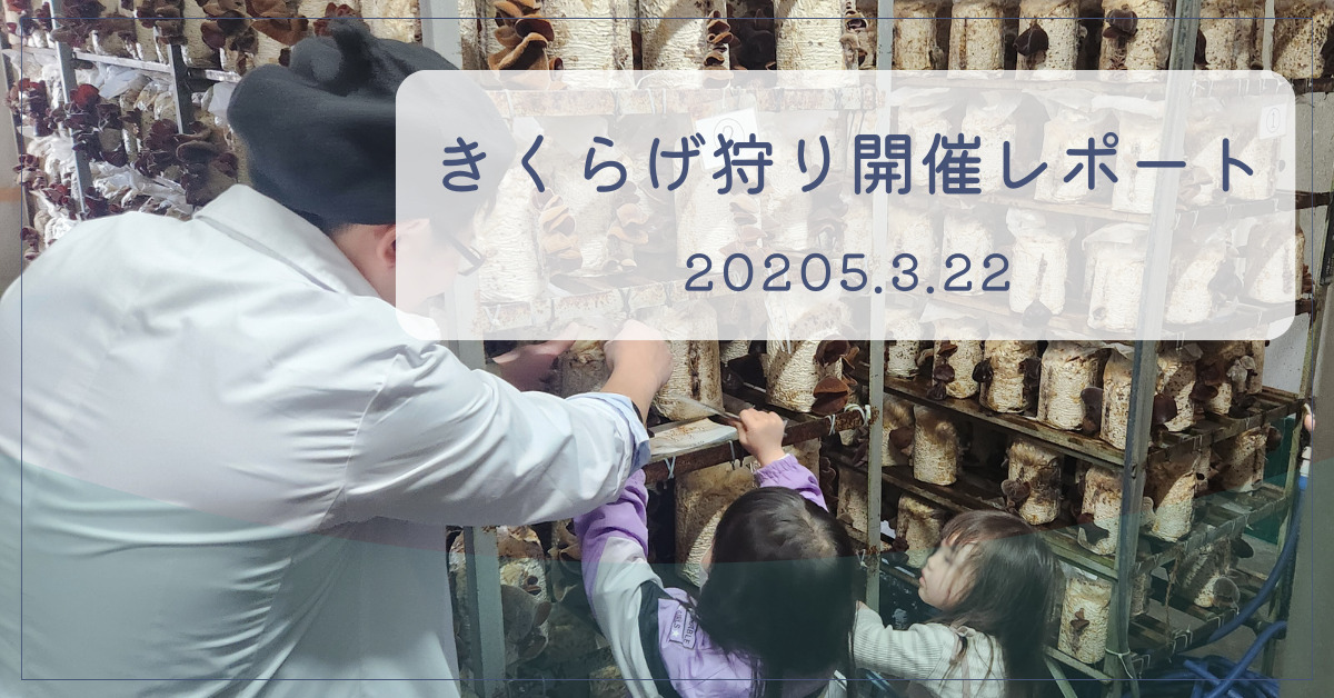 きくらげ狩り開催レポート